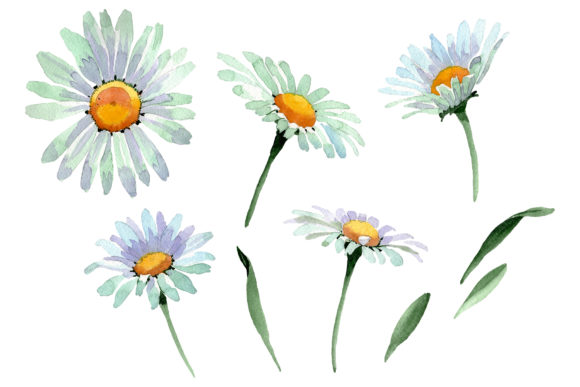 Big White Chamomile PNG: A Seller's Review
