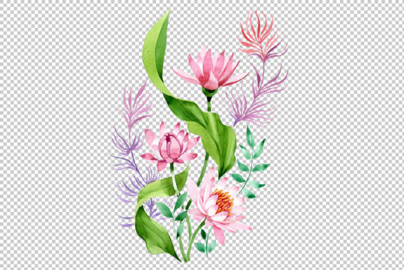 Pink Lotus Watercolor Illustrations Review