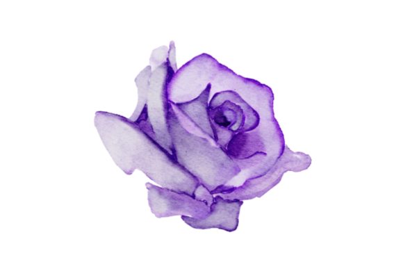 Purple Rose Watercolor Realistic PNG Illustrations
