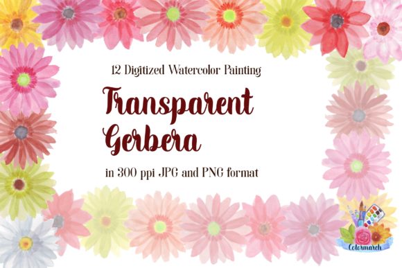 Transparent Gerbera Watercolor Clipart Review
