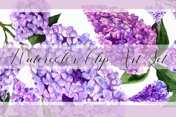 Watercolor Lilac Flowers Clipart Set Review