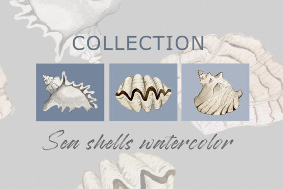 Watercolor Sea Shells PNG: Illustrations Review